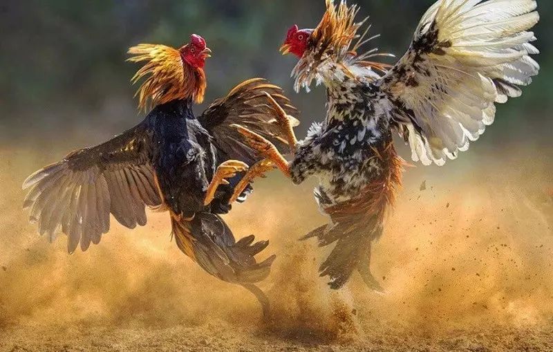Đá Gà Thomo - Hình Thức Cá Cược Đặc Sắc Tại 23Win 2025 6 Phân loại các trận đá gà Thomo tại 23Win